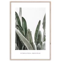 Artbox Digi 50x70 Br005 Strelitzia